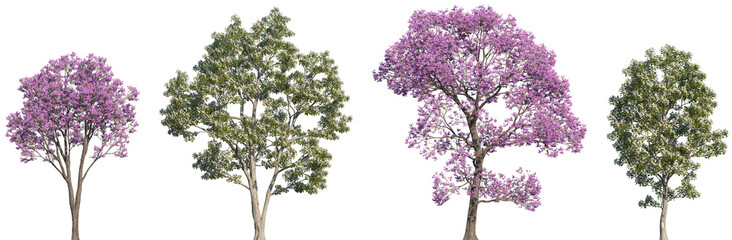 Obraz premium Set of 2 Handroanthus impetiginosus and 2 Catalpa bungei trees frontal isolated png on a transparent background perfectly cutout 