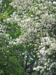 blossoming apple tree