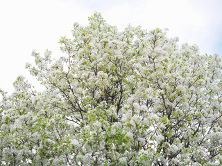 Pear tree blooming in Madrid 