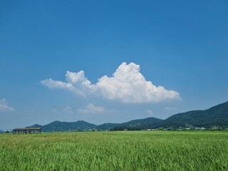 green field and sky
