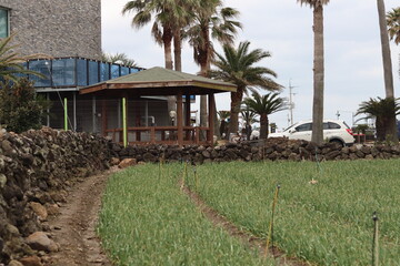 palm trees in the garden