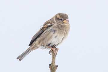 female House Sparrow Passer domesticus perched on branch in Putgarten, Insel Rügen, Germany