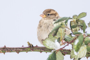 female House Sparrow Passer domesticus perched on  blackberry branch in Putgarten, Insel Rügen, Germany