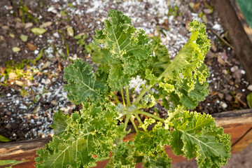 Kale seems to be an embodiment of growth and vitality