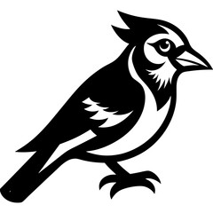 Blue Jay Bird Vector Illustration – Cartoon, Clipart & Line Art on White Background, Blue Jay bird vector illustration in cartoon, clipart, and line art style on a white background.