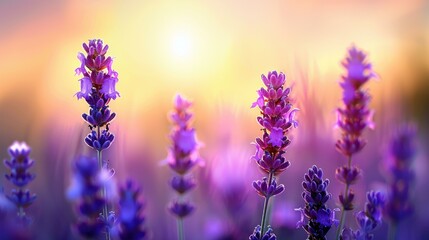 Fototapeta premium Explore a stunning lavender field, alive with vibrant purple blooms and delicate dew drops, creating a serene, picturesque scene.