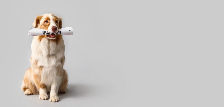 Cute Australian Shepherd dog with newspaper on grey background with space for text