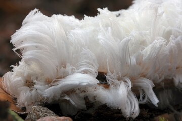 An unusual natural phenomenon - mysterious hair ice on wood looks like angle hair. The fungus...