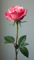 Obraz premium Single long-stemmed rose with delicate texture , stem, natural