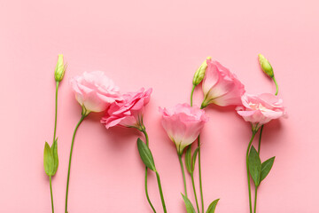 Beautiful pink eustoma flowers on color background