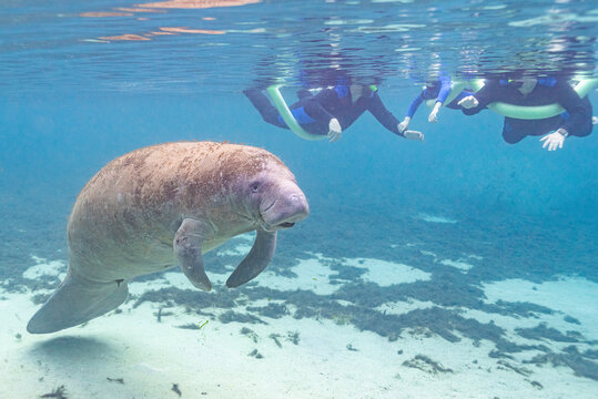 Tourists swimming near manatee in clear blue river water during vacation tour