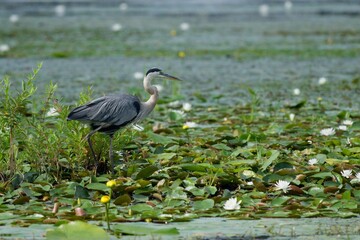 Great Blue Heron