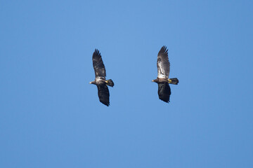 Juvenile Eagles