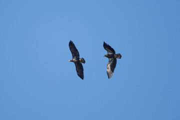 Juvenile Eagles