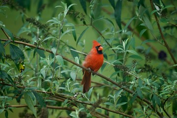 Bright red cardinal in tree
