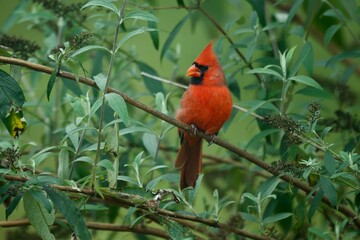 Male Cardinal on branch