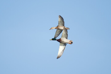 mallard ducks flying 