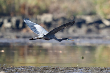 Great blue heron flying over water