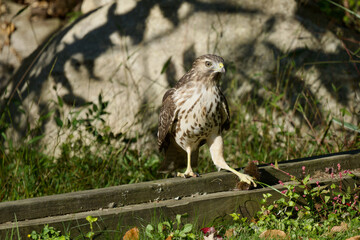 hawk standing in grass