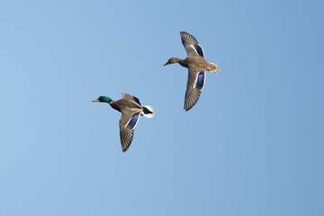 mallard ducks flying in sky