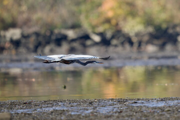 Great blue heron flying over water