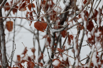 snow on the branches with red leaves