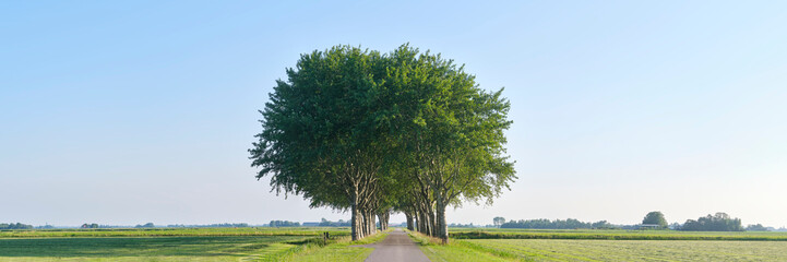 Symmetrical panorama of vast meadows with a road and a group of trees in summer near Marrum in...