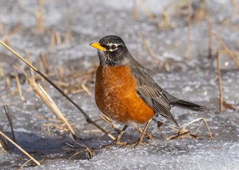 A close up of an American Robin standing on ice