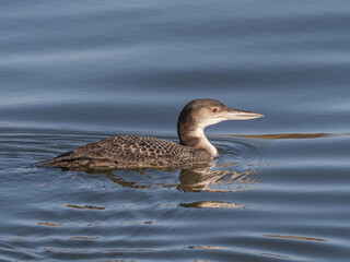 A close up of a Common Loon in basic, winter plumage swimming in calm water