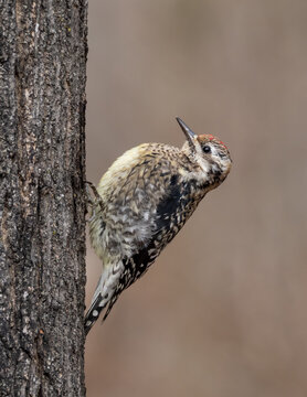 An immature Yellow-bellied Sapsucker climbing on the side of a maple tree