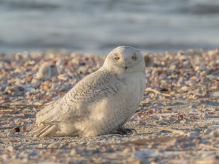 A Snowy Owl perched on a the beach and looking directly at the camera