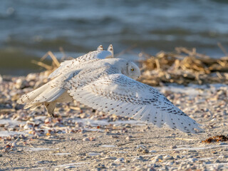 A Snowy Owl in flight low over a sandy beach