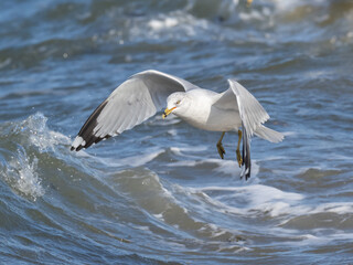 An adult Ring-billed Gull in flight and feeding over rough water