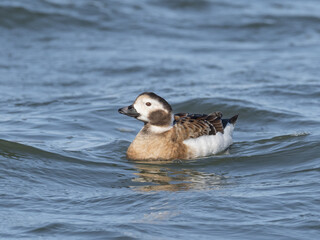 A female Long-tailed Duck sitting on the water
