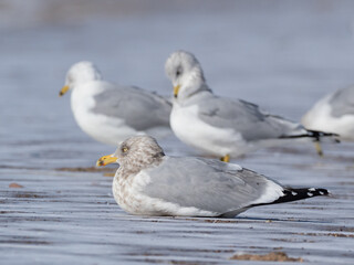 An American Herring Gull in basic, winter plumage resting on a snowy beach with Ring-billed Gulls in the distant background