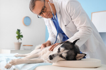 Male veterinarian examining cute husky dog in clinic © Pixel-Shot