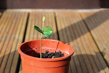 Small Beech tree Fagus Sylvatica sapling growing in a brown pot in spring summer sunlight