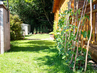 Runner bean vegetable plants growing up rustic canes in a small garden bathed in warm spring summer sunlight