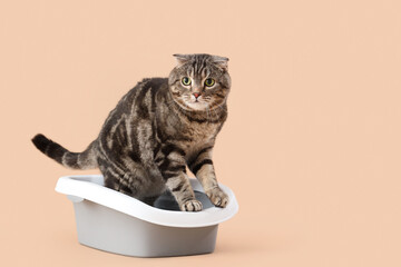 Cute cat in litter box on beige background