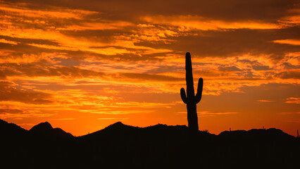 Lone Saguaro Cactus with Red Sky at Sunrise in Phoenix Arizona
