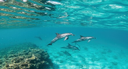 Celebrating dolphin awareness month with majestic underwater scene