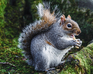 squirrel eating nut