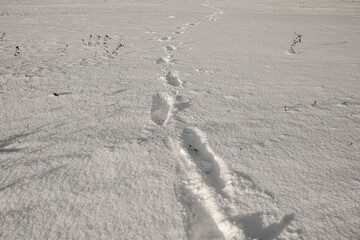 Surface of pure white snow with footprints.Winter image.