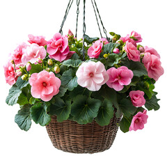 Flowering Hanging Basket of Pink Begonias Isolated on Transparent Background