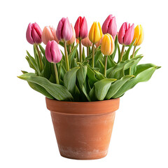 Decorative Potted Tulip Plant Isolated on Transparent Background