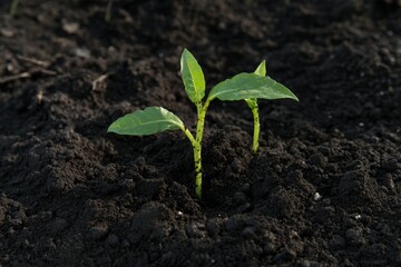 Fototapeta premium Young green seedling growing in fertile soil on a sunny day