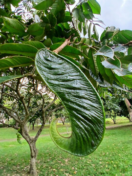 a guama in a tree