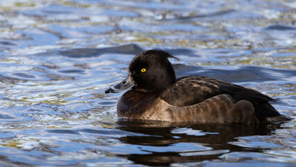 Close up of a drake tufted duck. A duck is swimming in a body of water