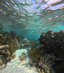 Grand Cayman Underwater Reef 
