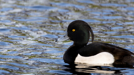 Close up of a drake tufted duck. A duck is swimming in a body of water